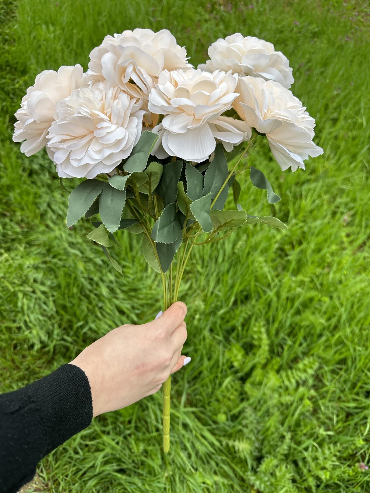 Хризантема кичеста пудра