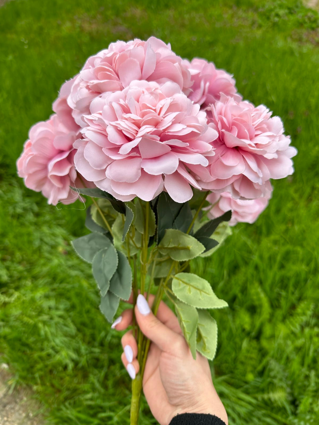 Хризантема кичеста розово