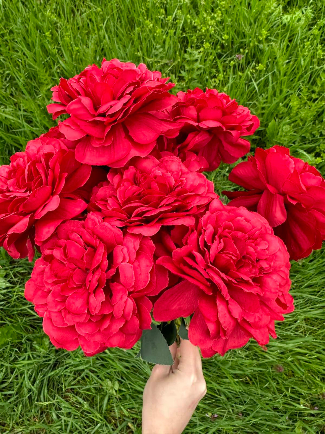 Хризантема кичеста червено