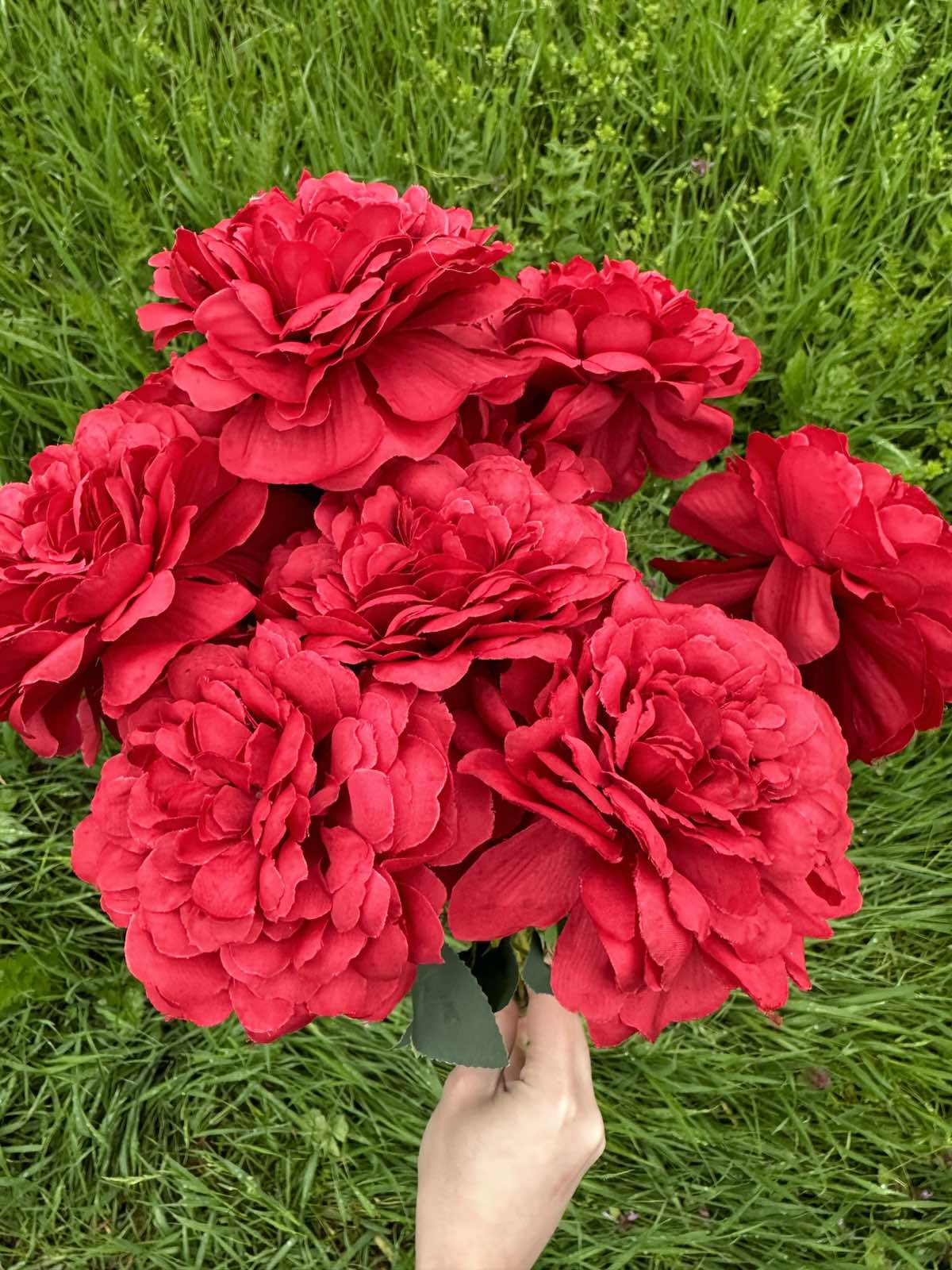 Хризантема кичеста червено