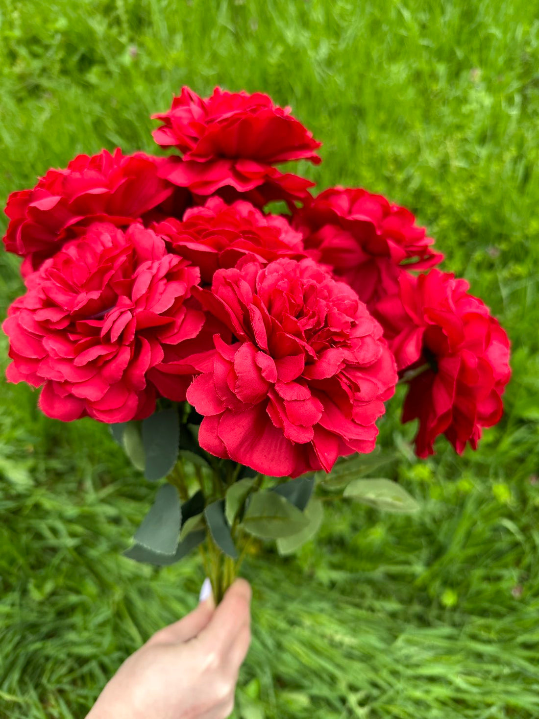 Хризантема кичеста червено