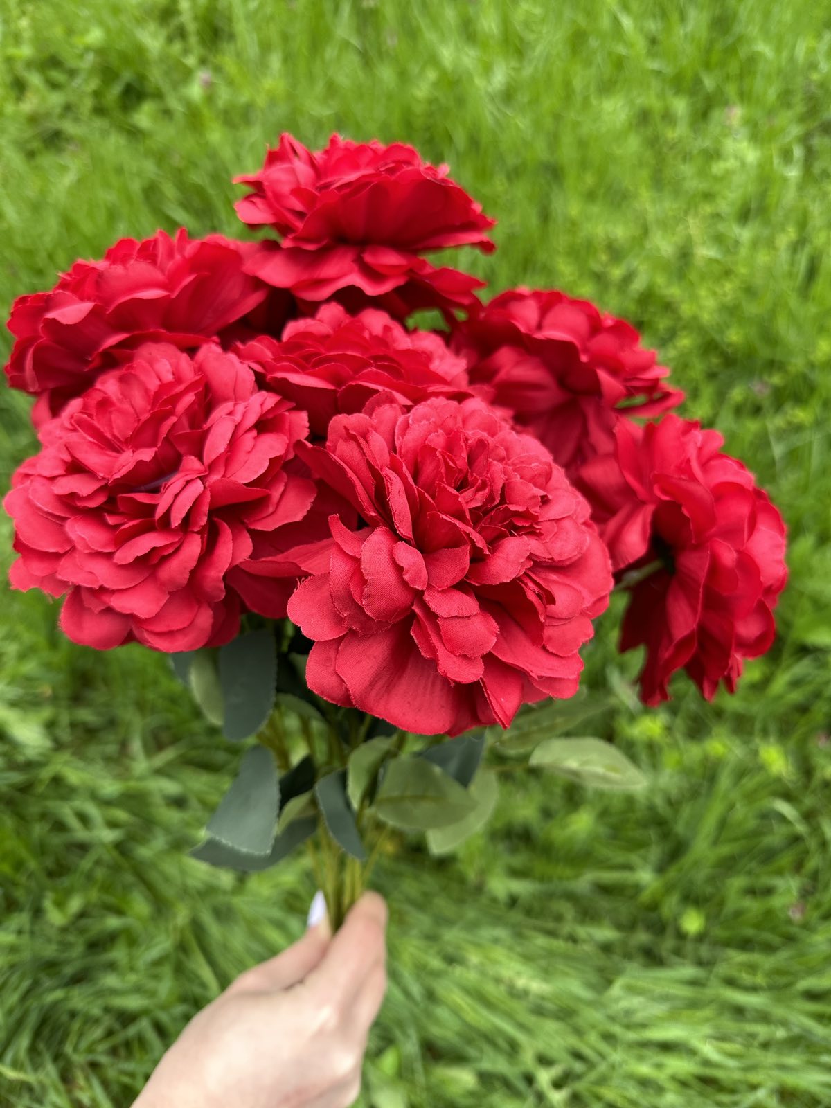 Хризантема кичеста червено