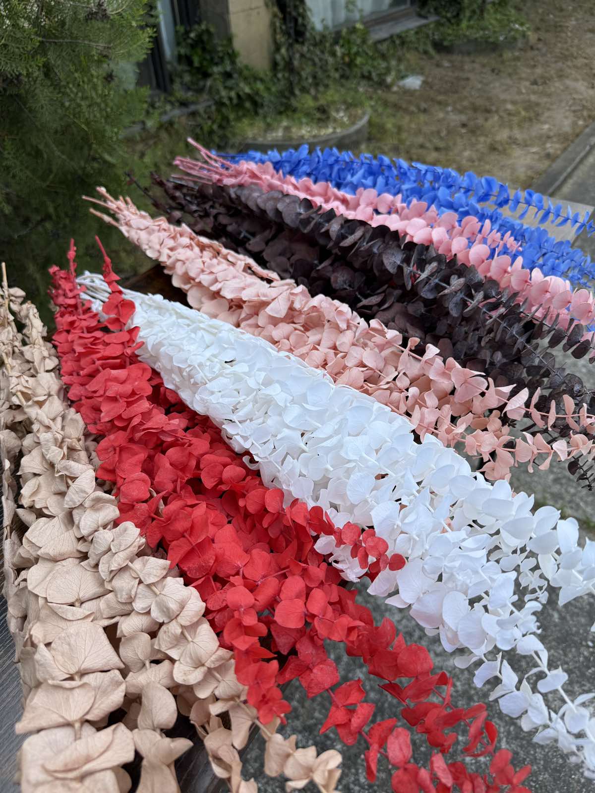 Сух цветен евкалипт