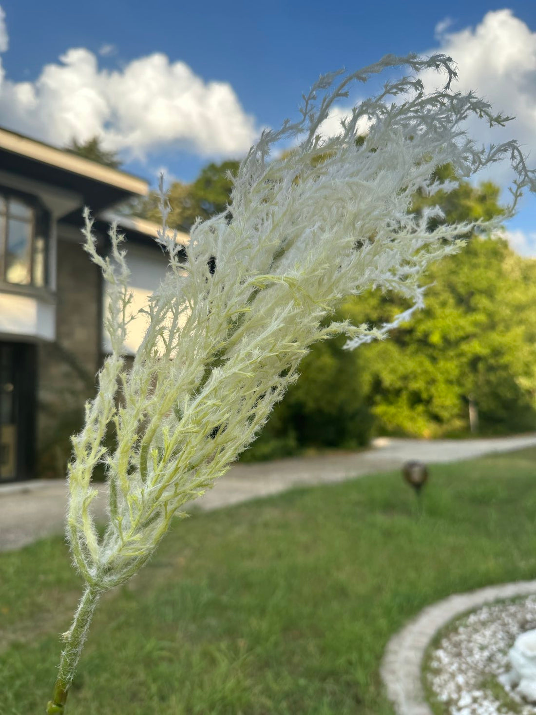 Цветни метлички