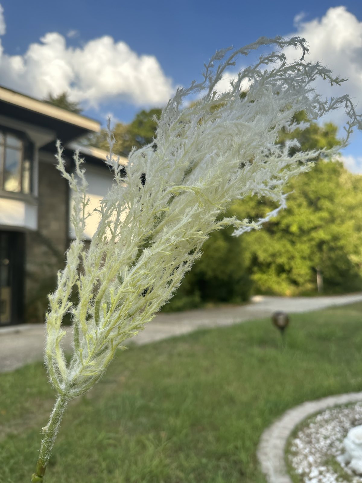 Цветни метлички