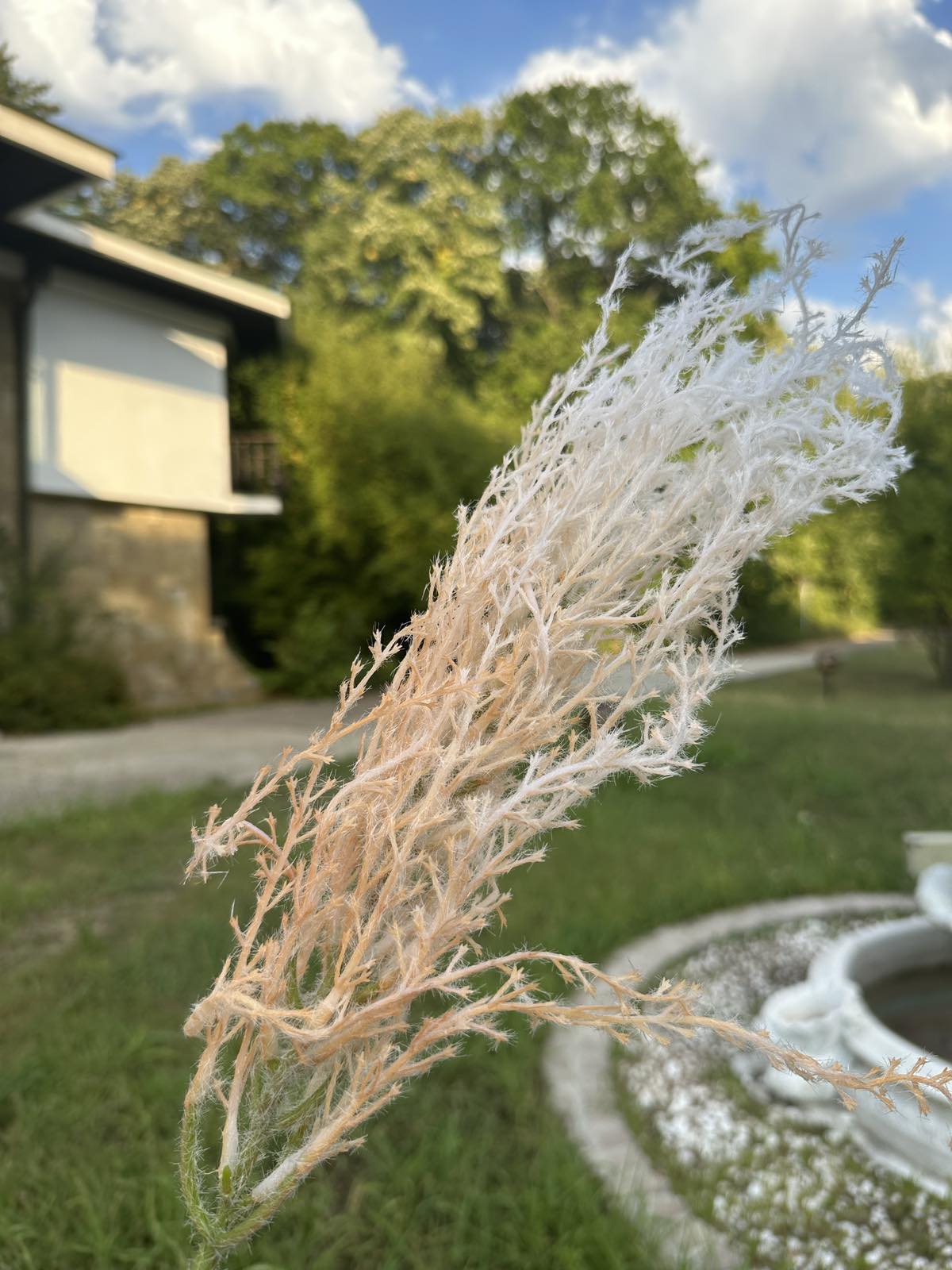 Цветни метлички