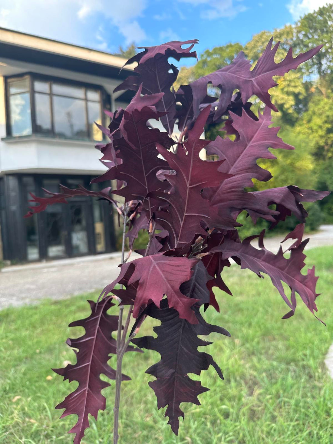 Цветни листа 3 цвята