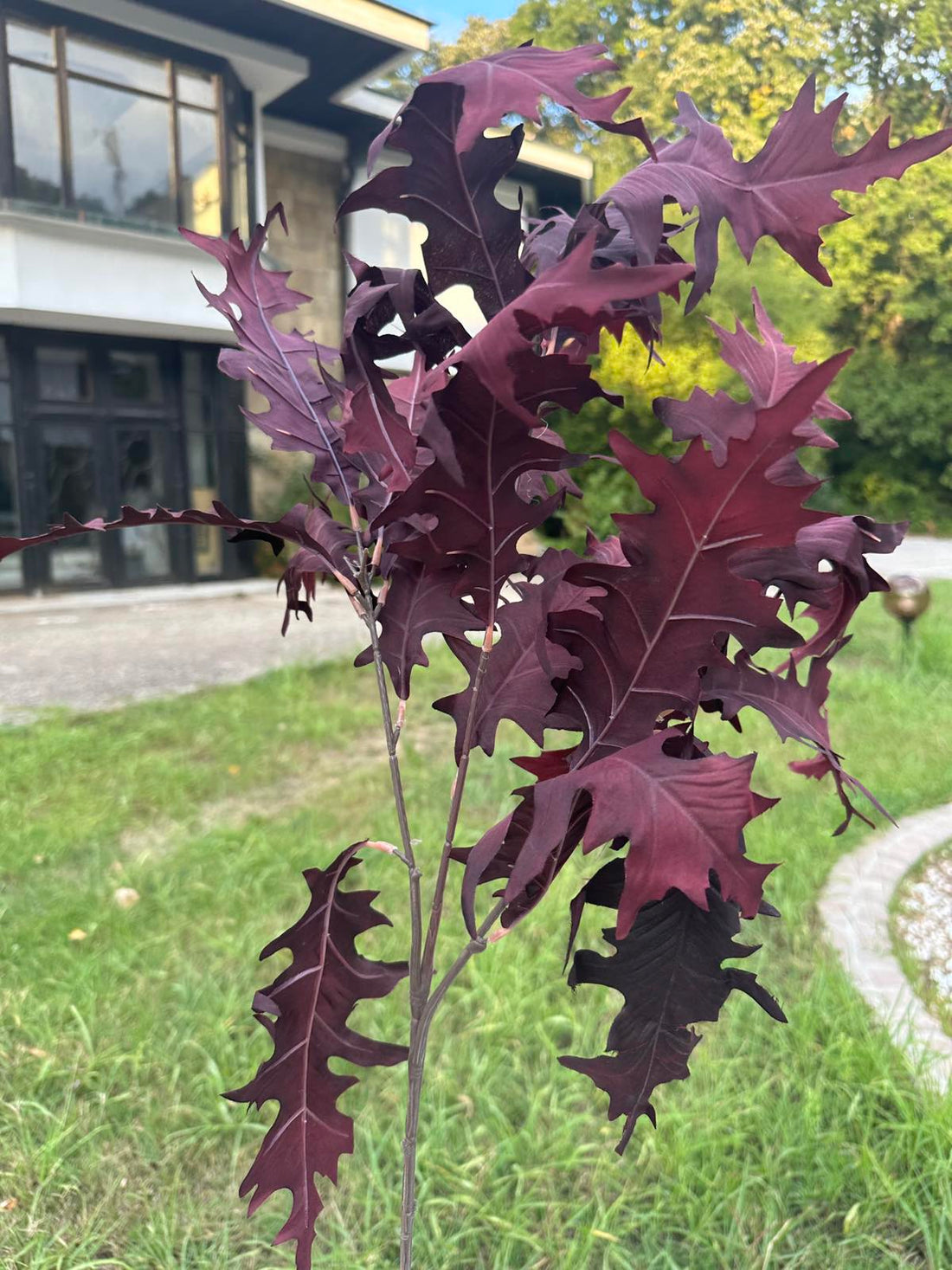 Цветни листа 3 цвята