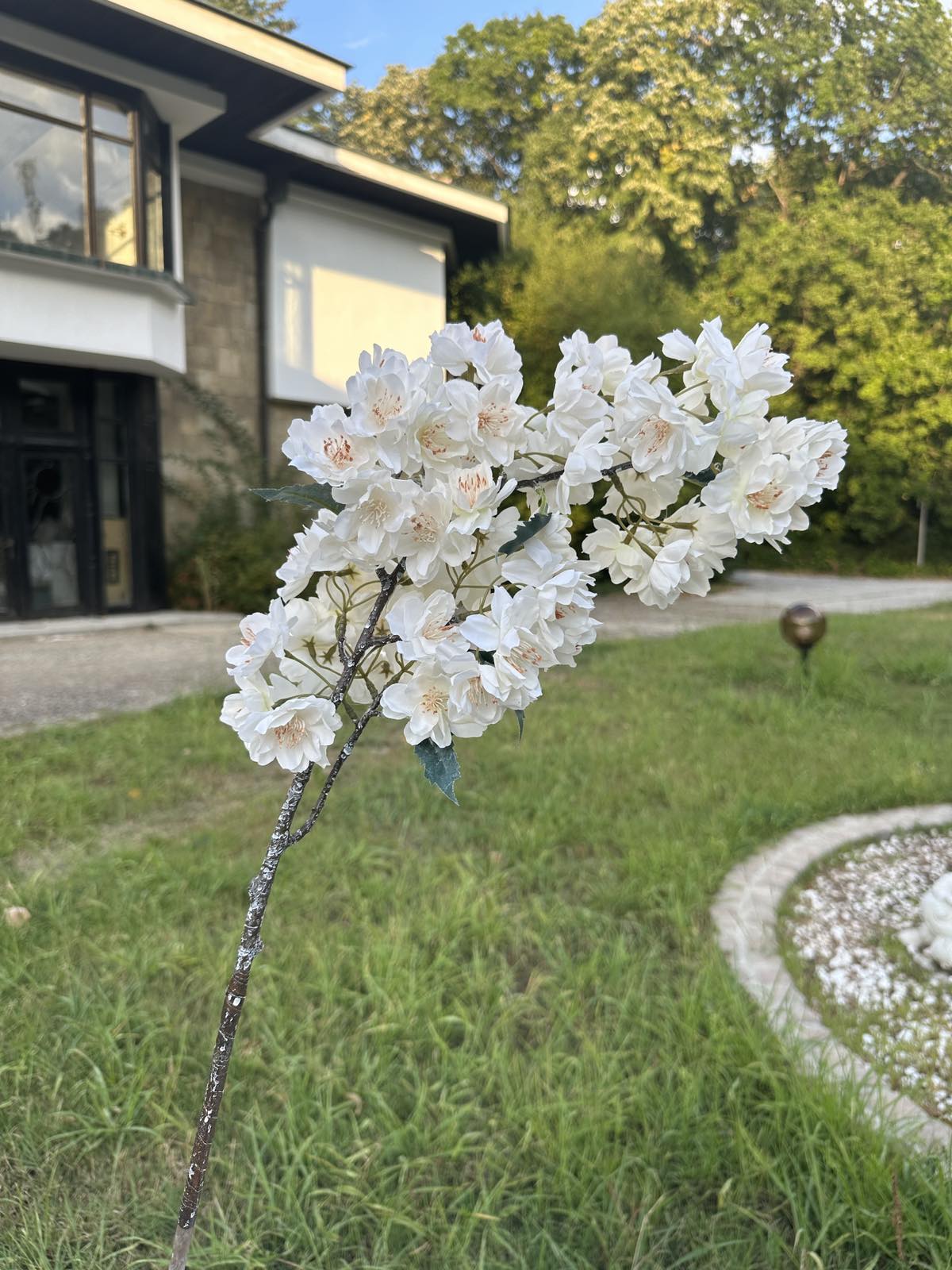 Декоративен ябълков цвят