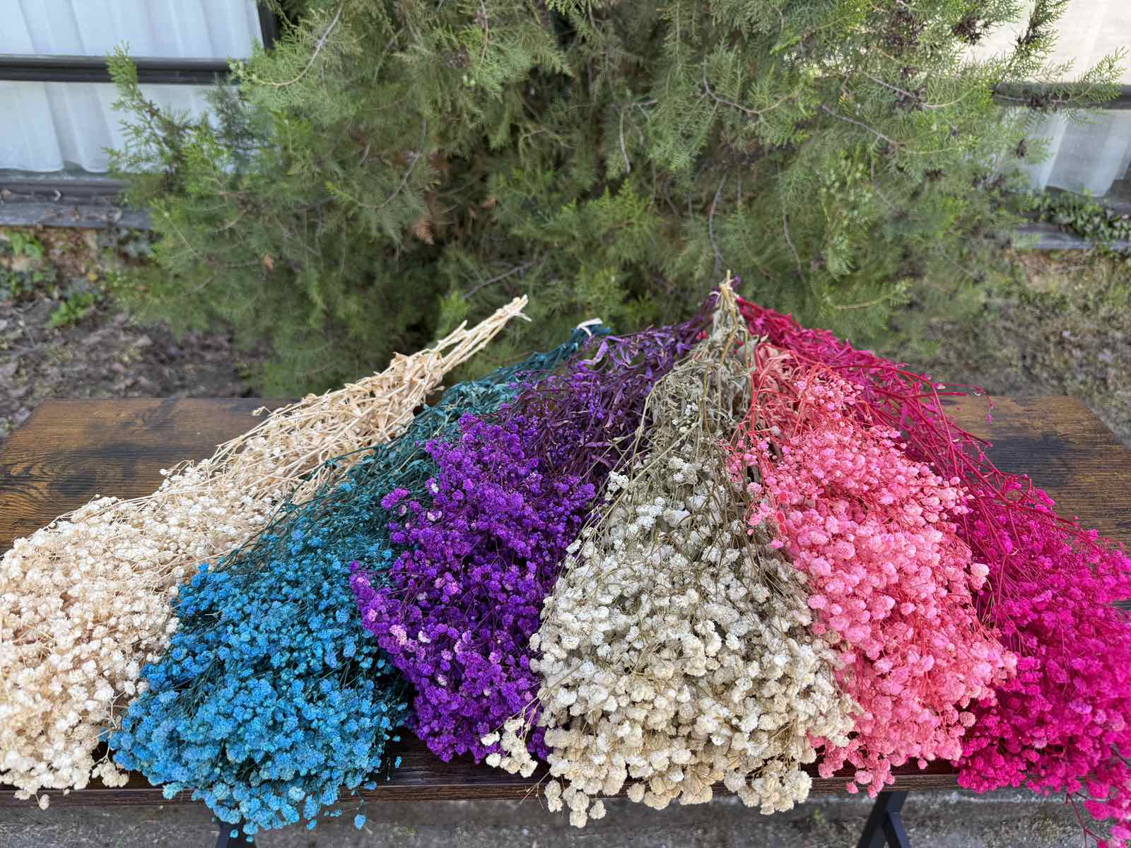 Ярка суха гипсофила