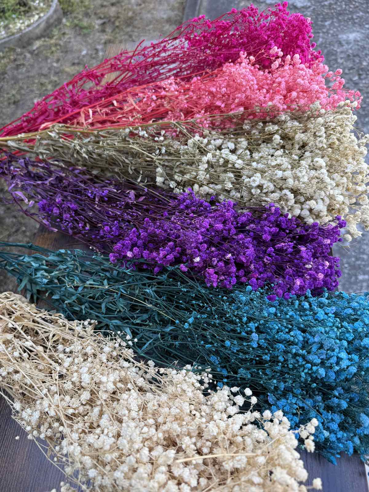 Ярка суха гипсофила