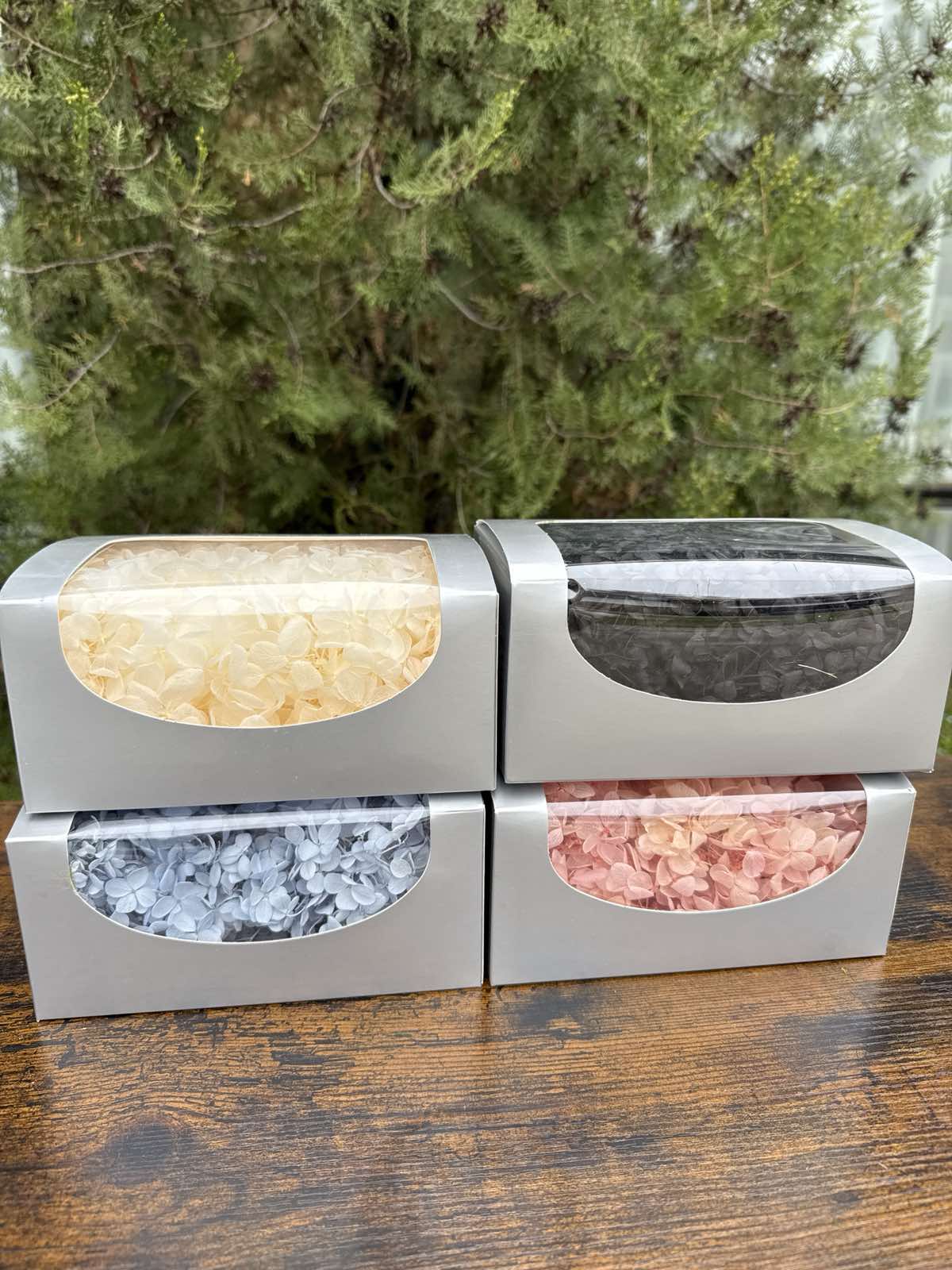 Вечна хортензия кутия