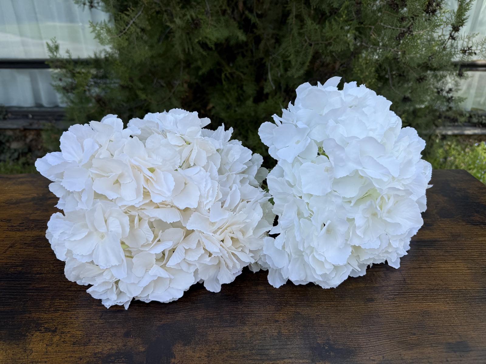 Едра хортензия пудра