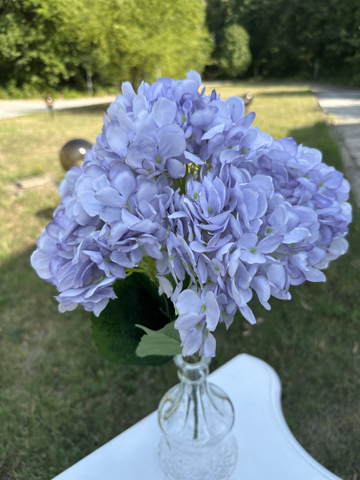 Хортензия лила