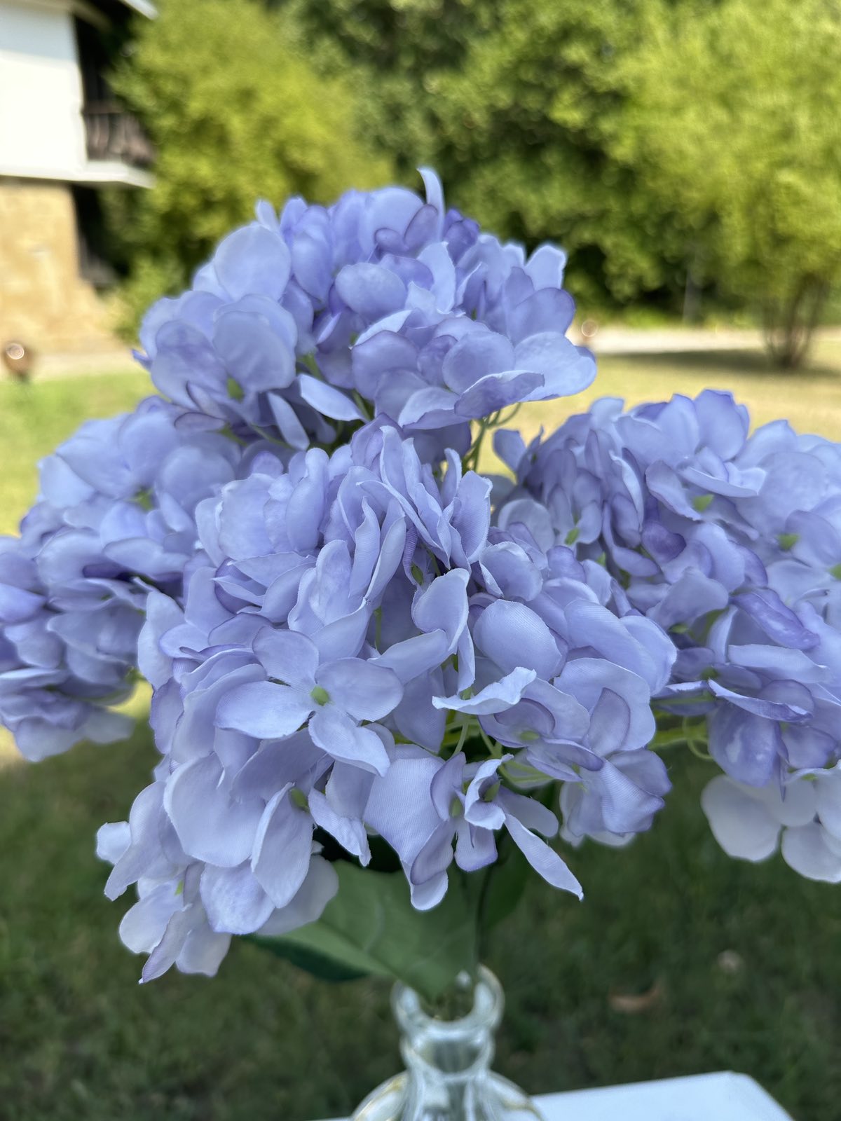 Хортензия лила