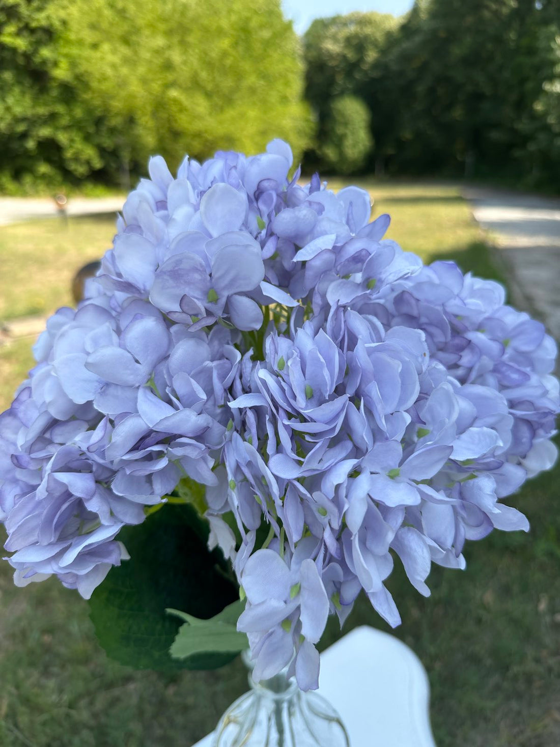 Хортензия лила