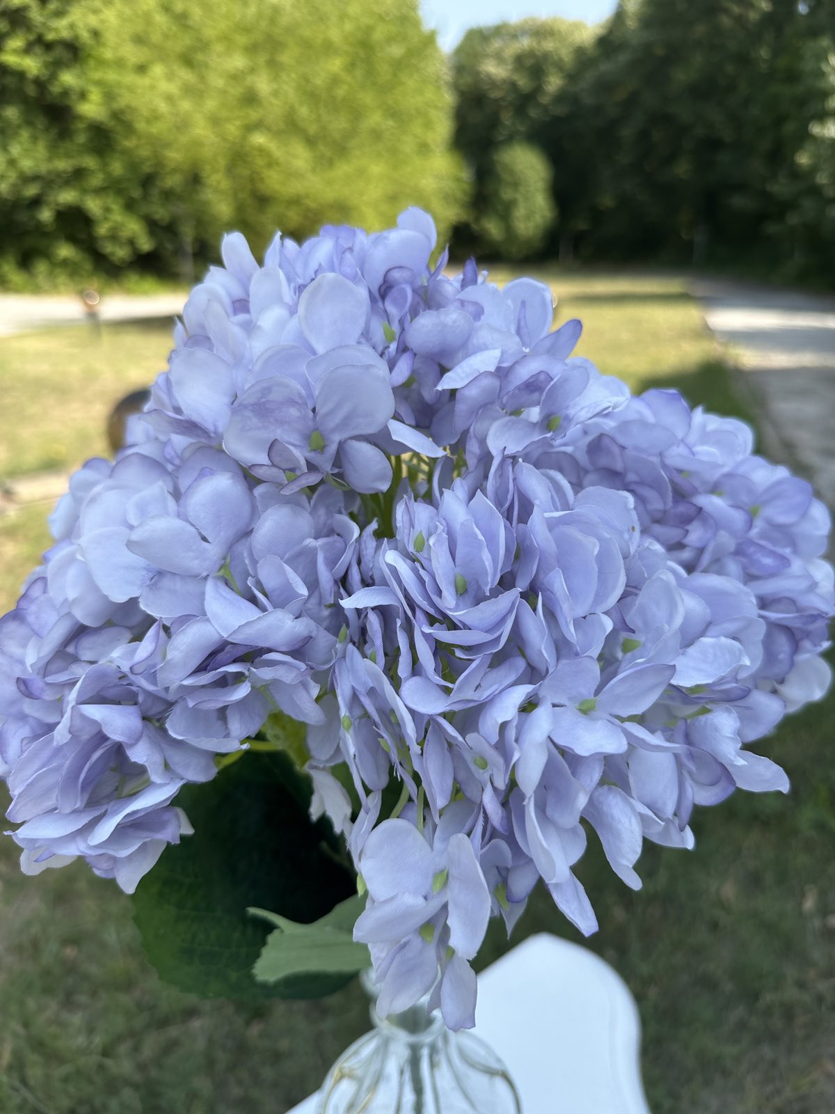 Хортензия лила