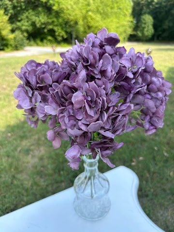 Хортензия люляк