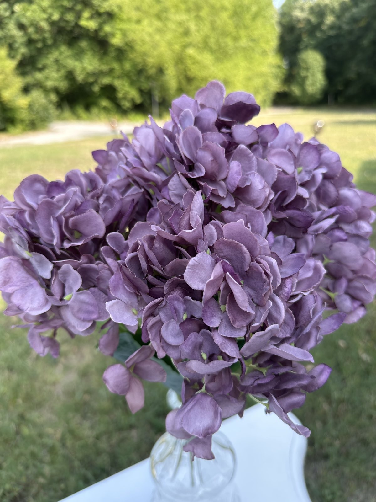 Хортензия люляк