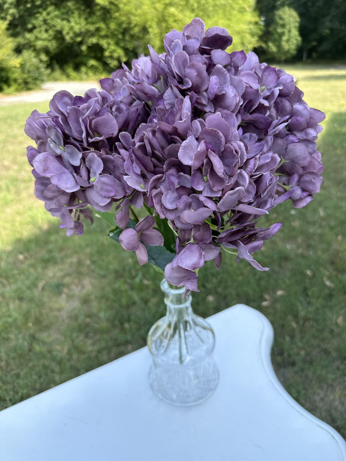 Хортензия люляк