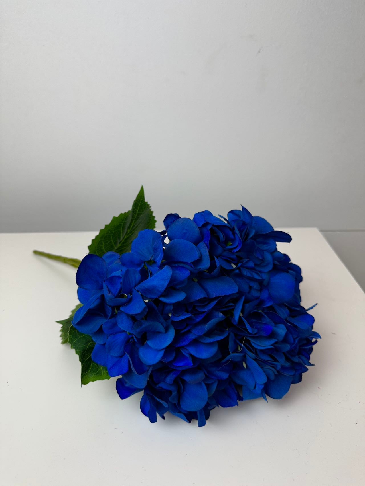 Хортензия коприна т.синя