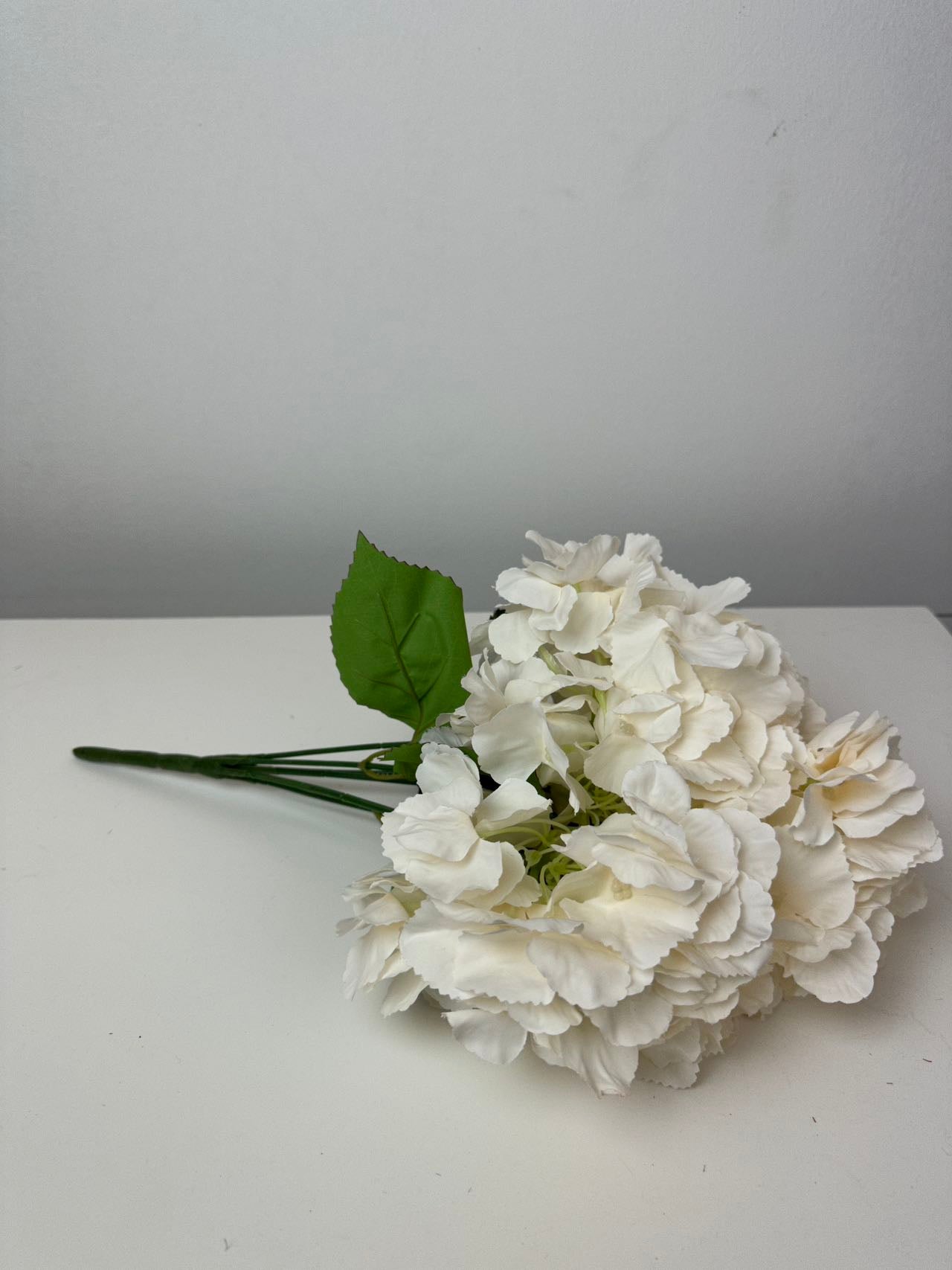 Едра хортензия пудра