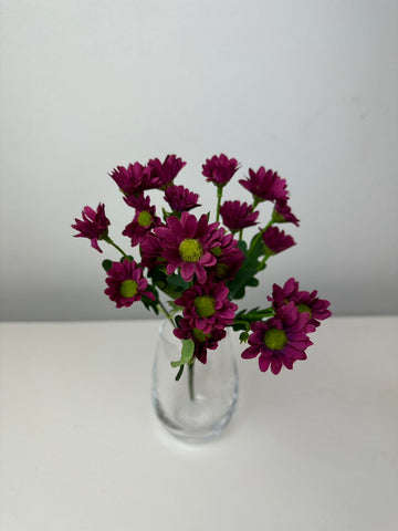 Мини маргаритки циклама