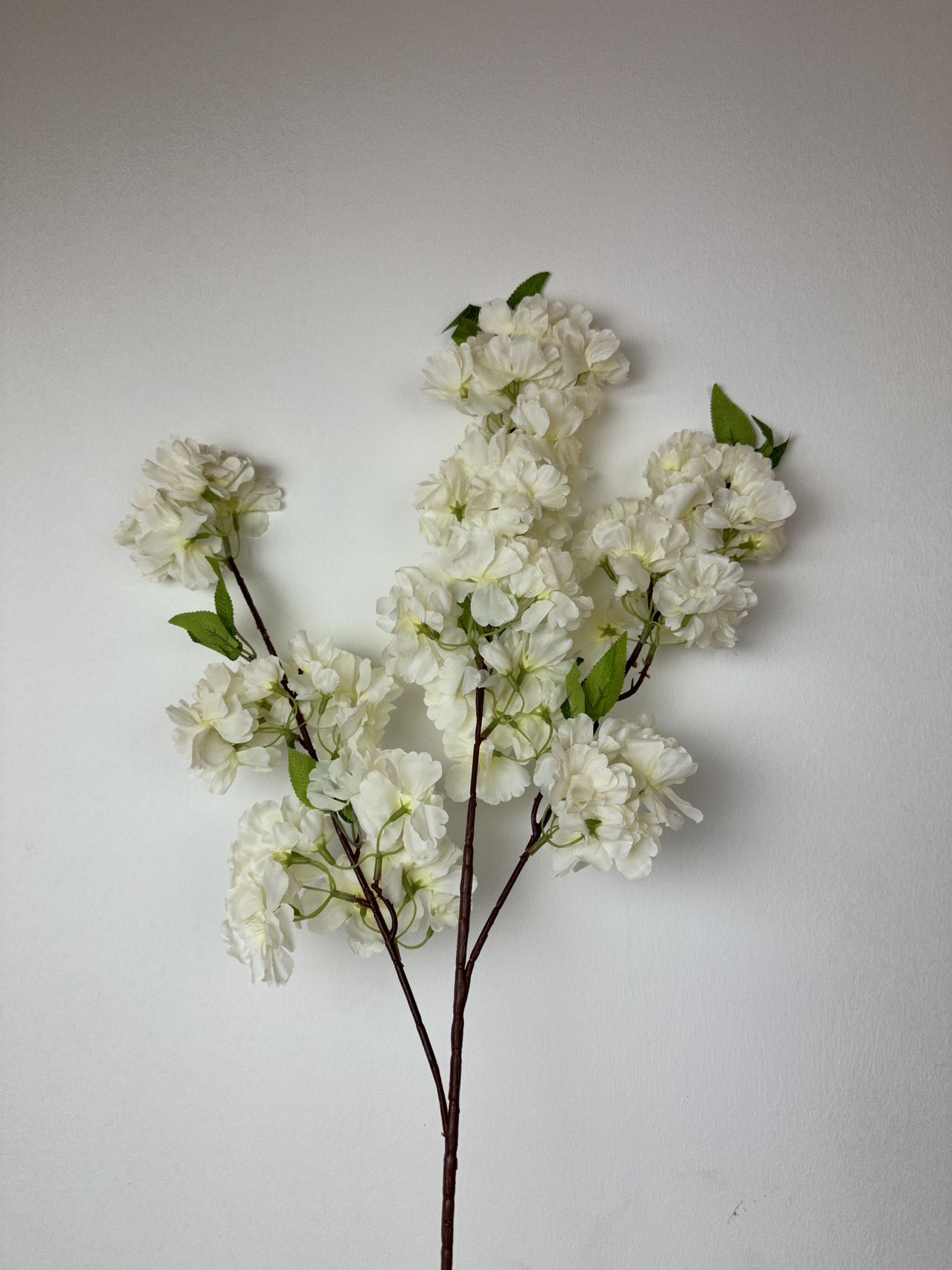 Вишнев цвят бяло