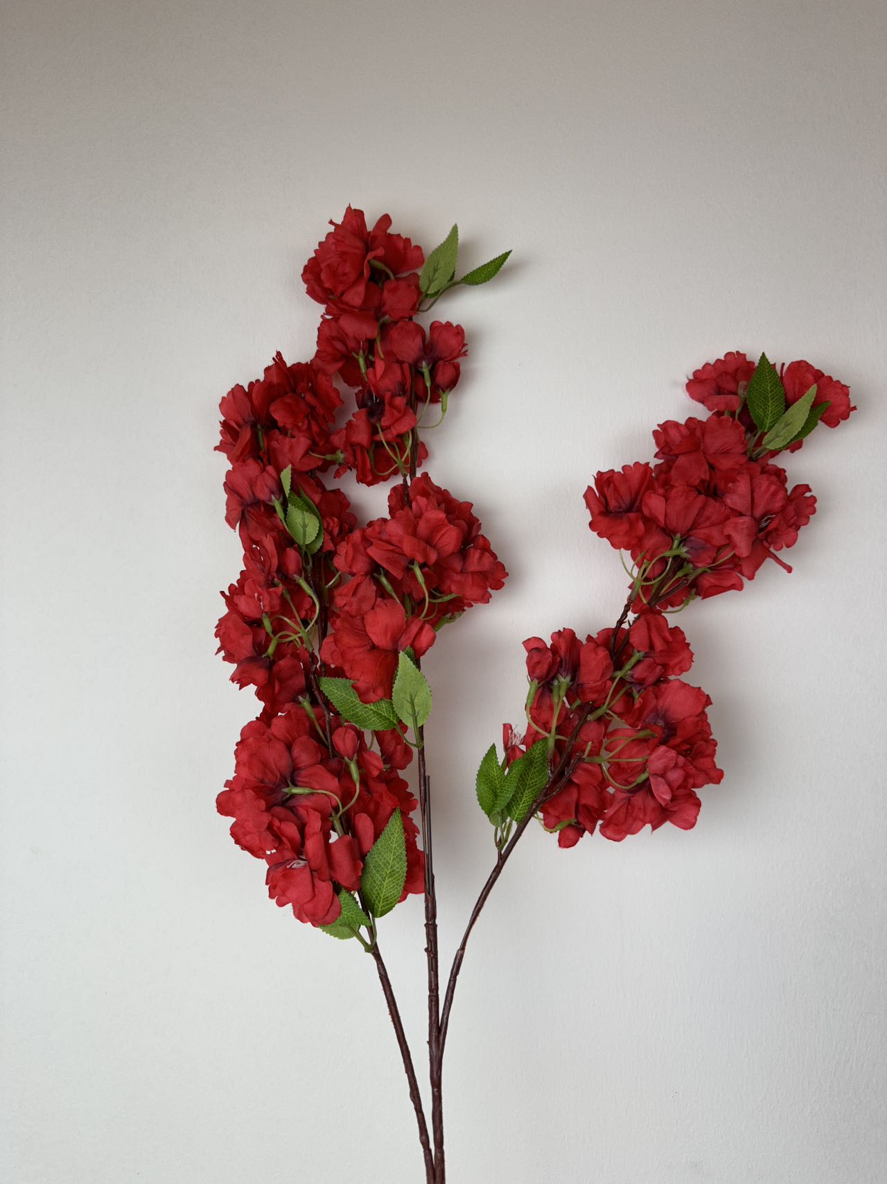 Вишнев цвят червен