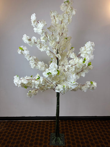 Декоративно дърво вишна бяло