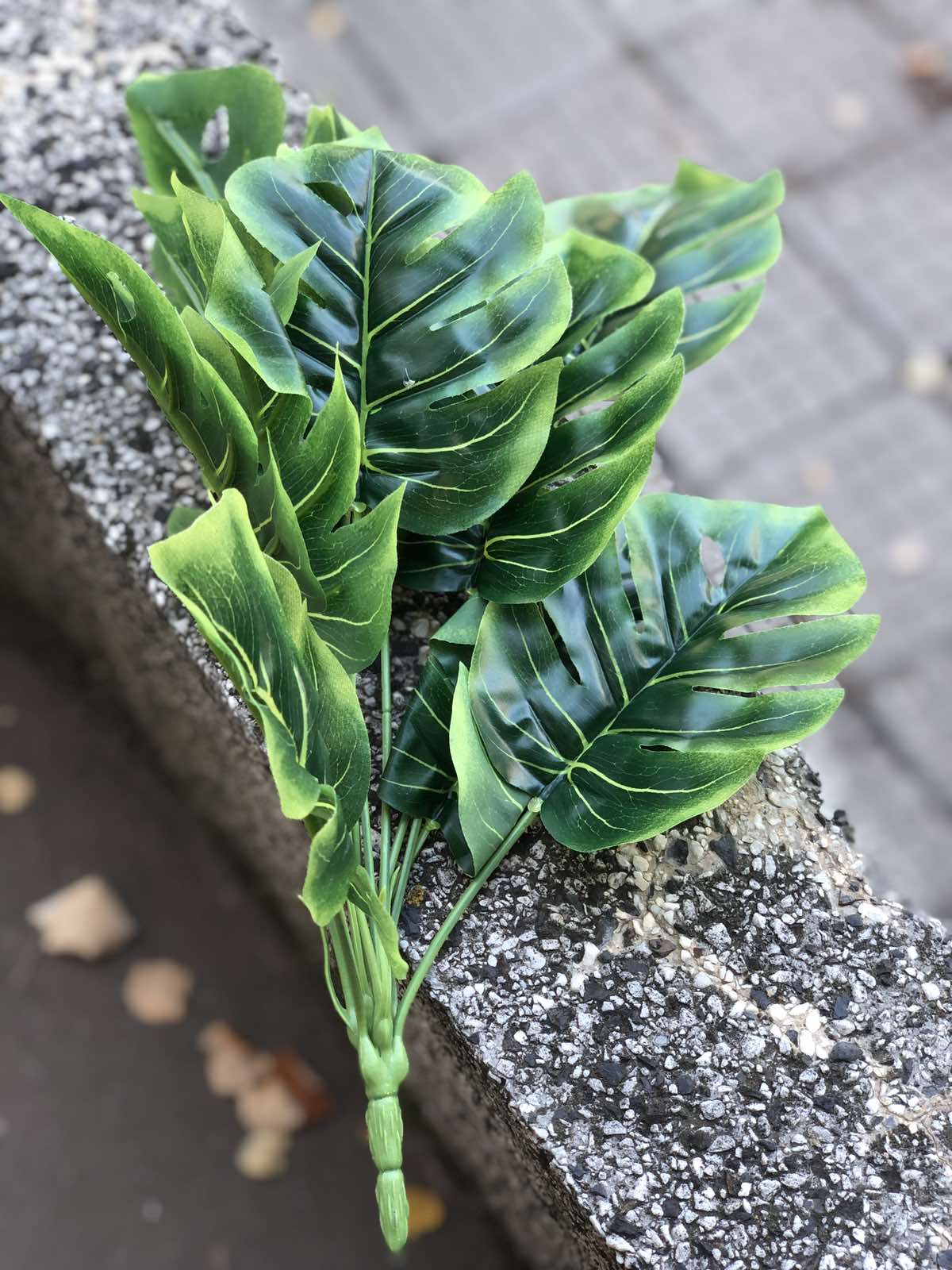 Филодендрон св.зелен