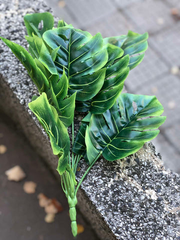 Филодендрон св.зелен