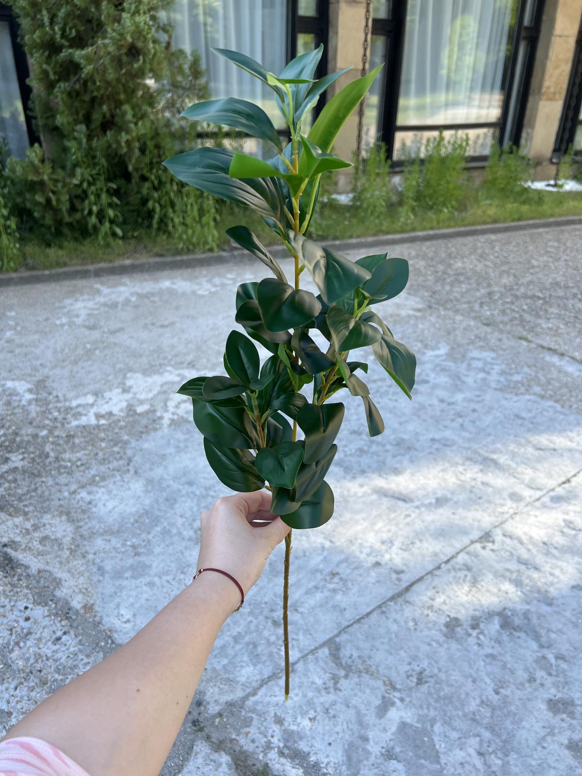 Зеленина с едри листа