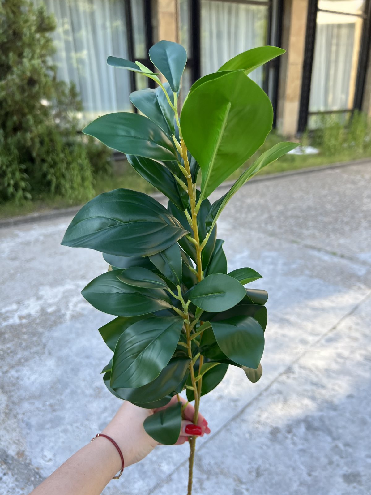 Зеленина с едри листа