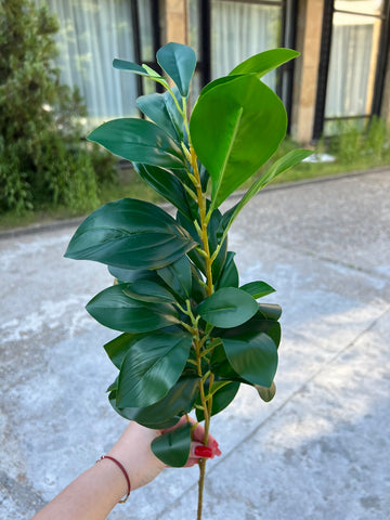 Зеленина с едри листа