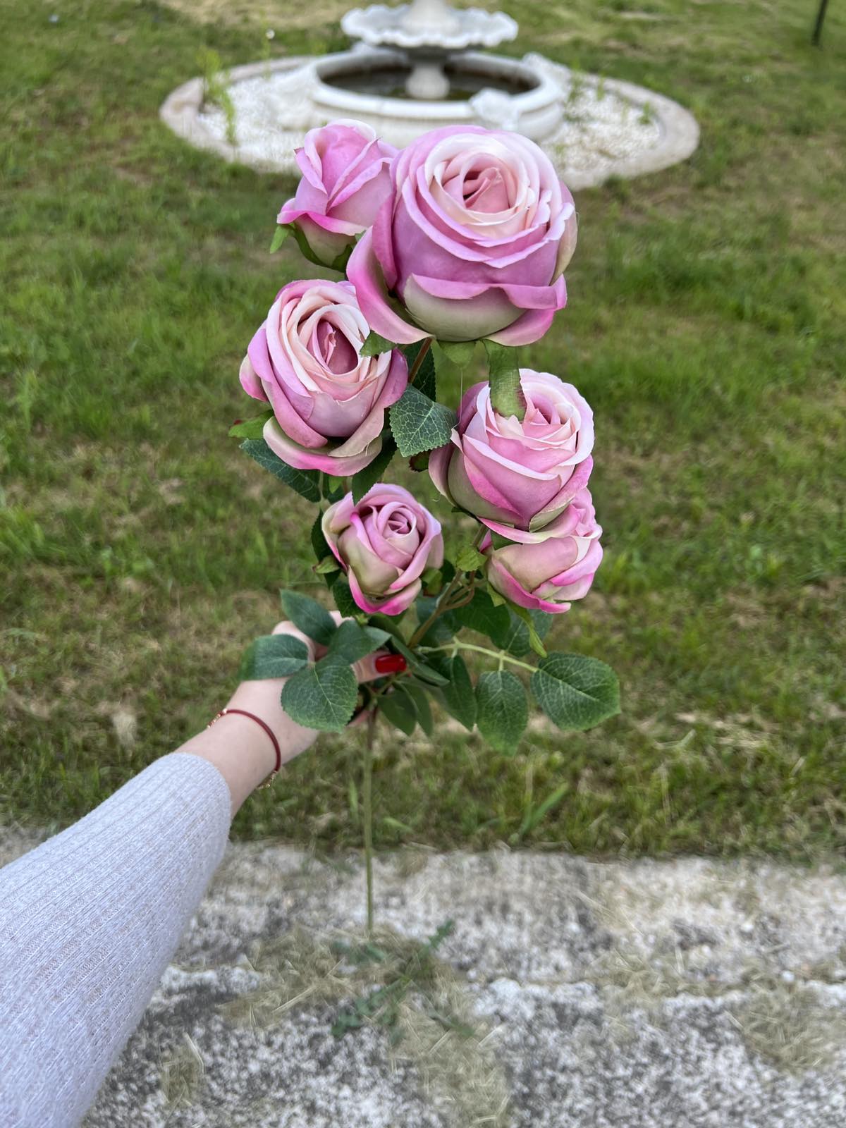 Роза 6 глави пепел