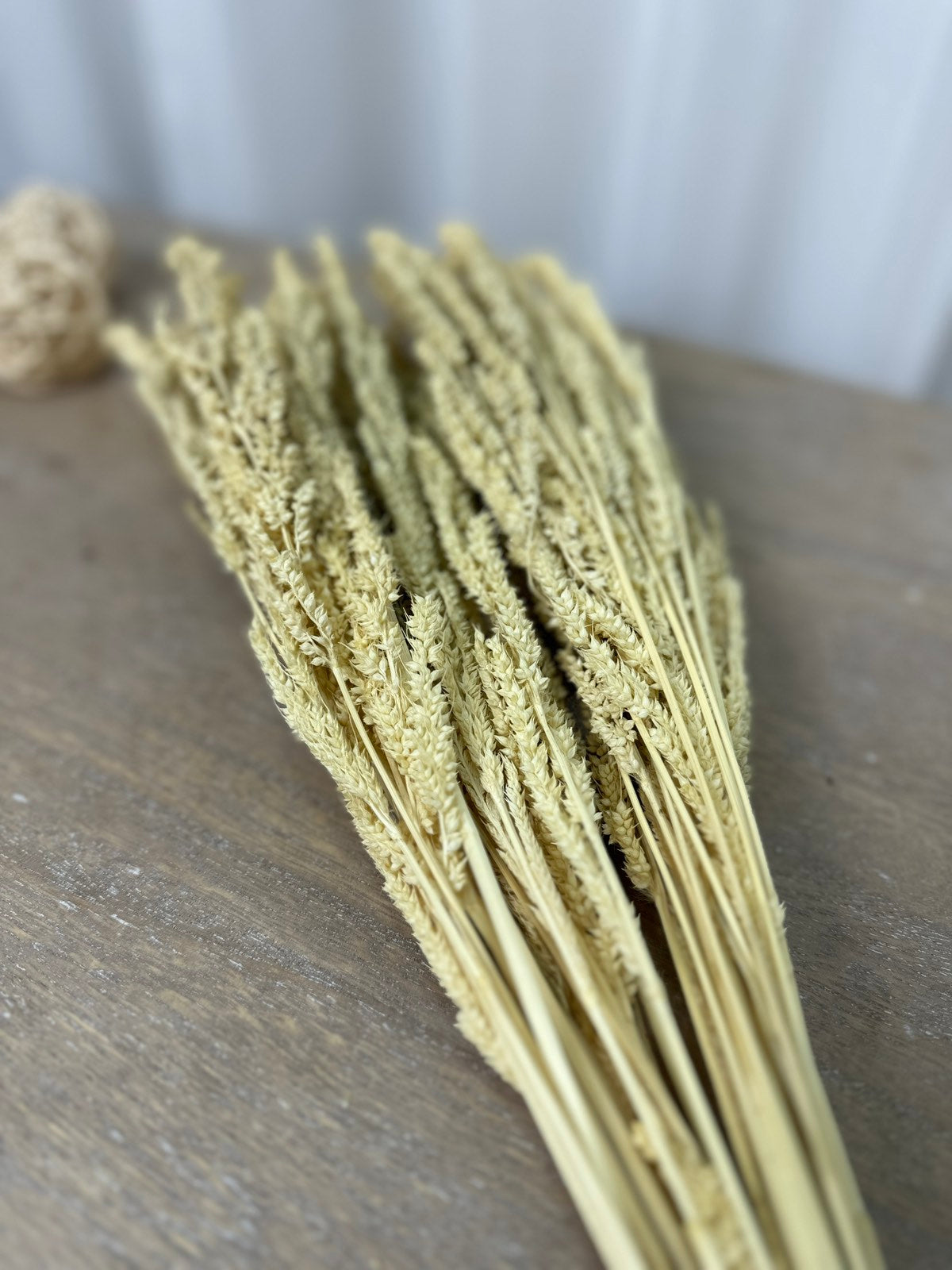 Суха трева клас бяло